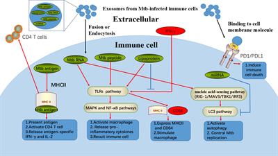 Emerging Role of Exosomes in Tuberculosis: From Immunity Regulations to Vaccine and Immunotherapy